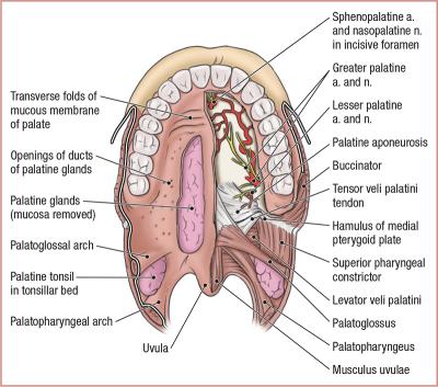 thumbs/Palate Viscera.jpeg.jpg